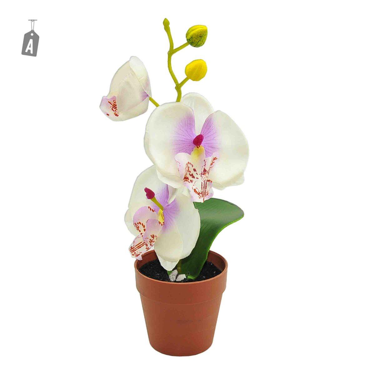 Fiore Vasetto Orchidea Assortito 2 Colori cm.Ø7xh24 | M2 Store